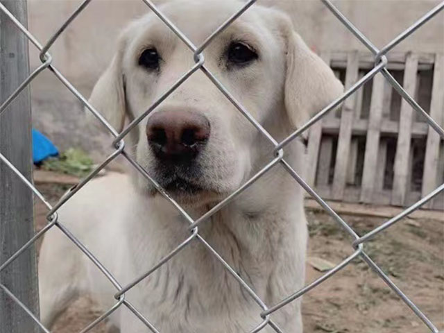 鍍鋅勾花網(wǎng)圖片1